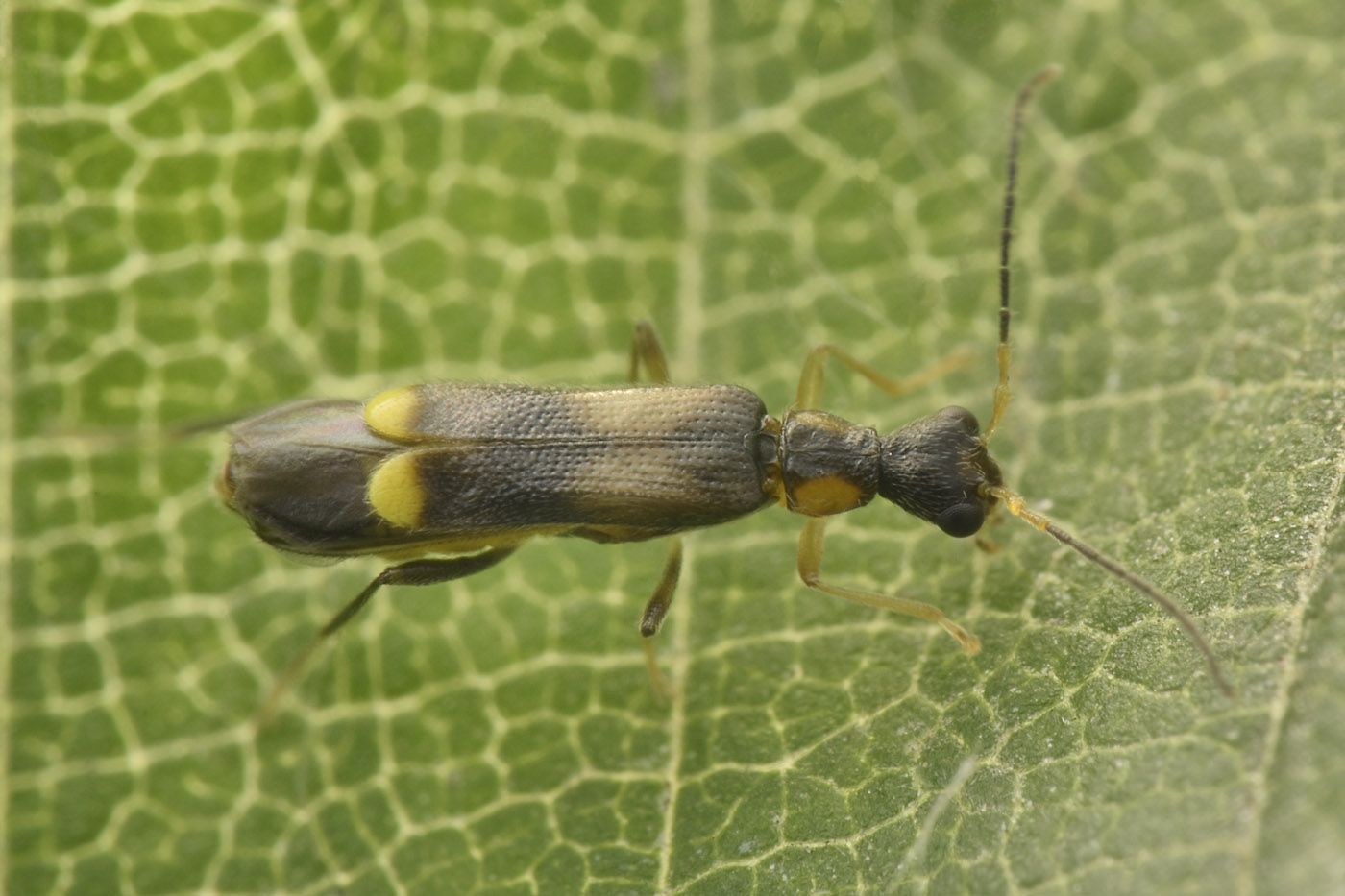 Cantharidae: Malthinus sp.?  S, Malthinus balteatus